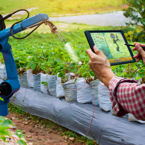 A.I. in Agriculture: Monitoring Animals in Real Time.