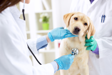 A.I. in Veterinary Medicine Could Improve Animal Health