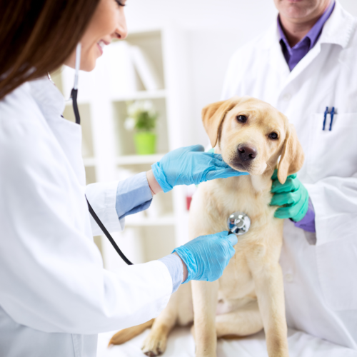 A.I. in Veterinary Medicine Could Improve Animal Health