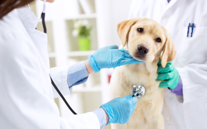 A.I. in Veterinary Medicine Could Improve Animal Health